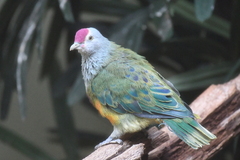 Mariana Fruit-Dove photo 2