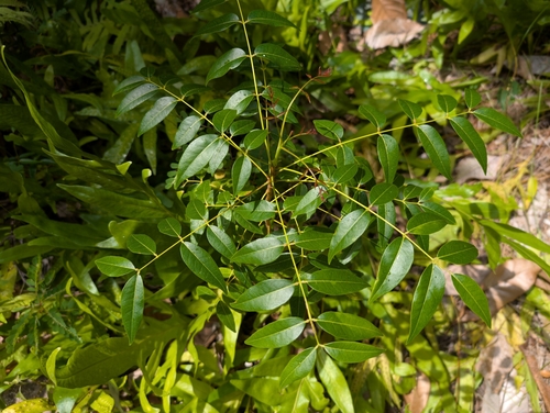 Swietenia mahagoni, 2025-02-26