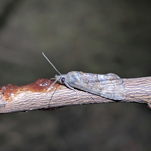 Green Cloverworm Moth photo 4