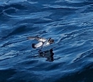 Grey-backed Storm Petrel (Garrodia nereis), photo 3