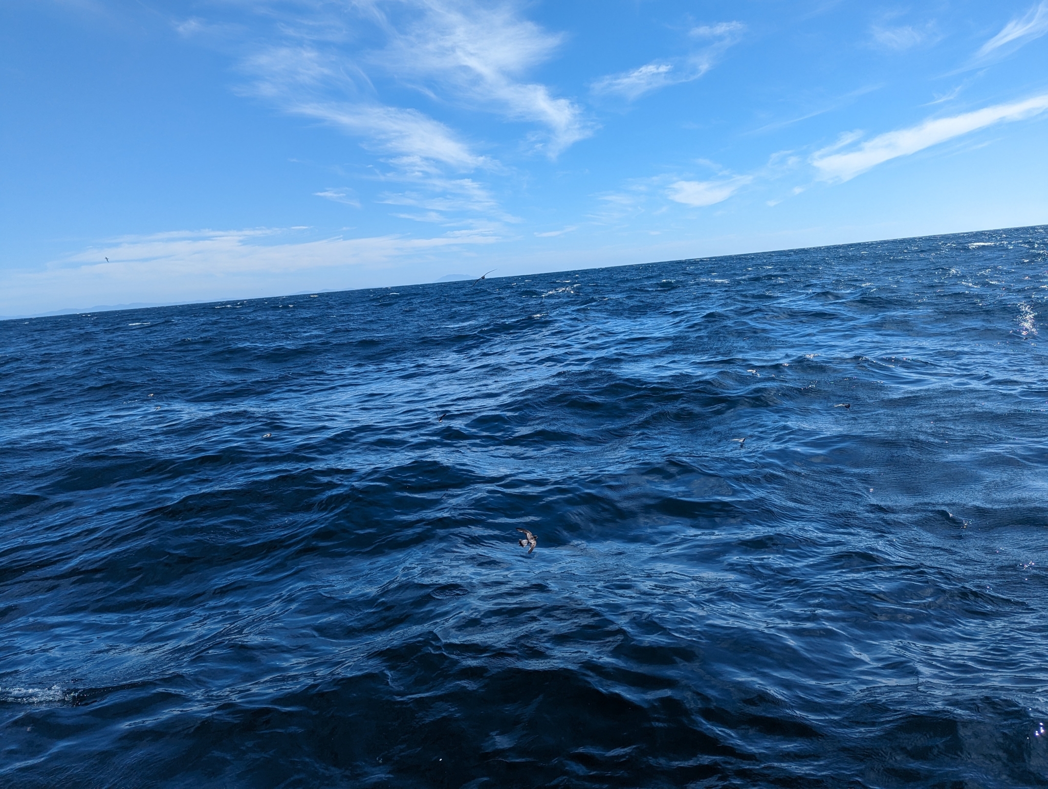 Grey-backed Storm Petrel (Garrodia nereis), photo 4
