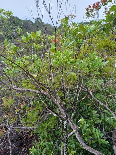 Alstonia lenormandii observed 2025-02-10