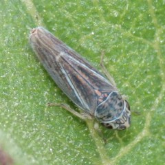 Amphigonalia severini