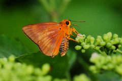 Bibasis harisa consobrina