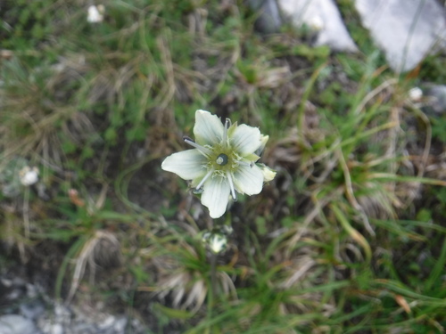 Swertia marginata, photograph 6
