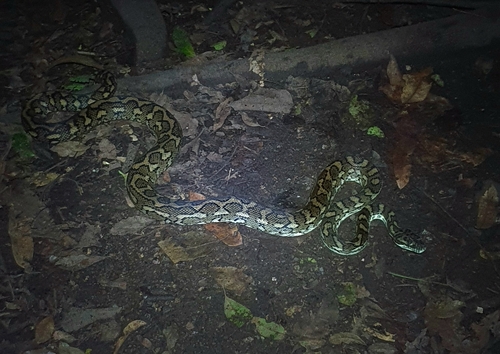 Coastal Carpet Python sighting