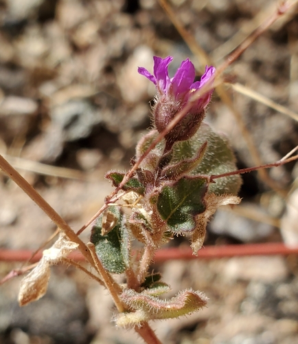 Trailing windmills (Allionia incarnata)
