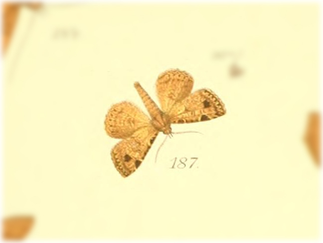 Hypospila trimacula