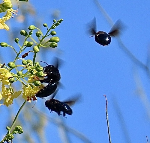 iNaturalist observation photo of Western Carpenter Bee