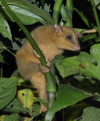 Bare-Tailed Woolly Opossum photo 5