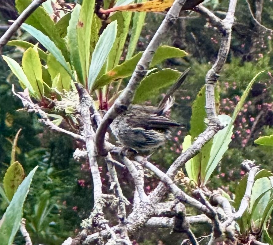 Tasmanian Thornbill (Acanthiza ewingii), photo 6