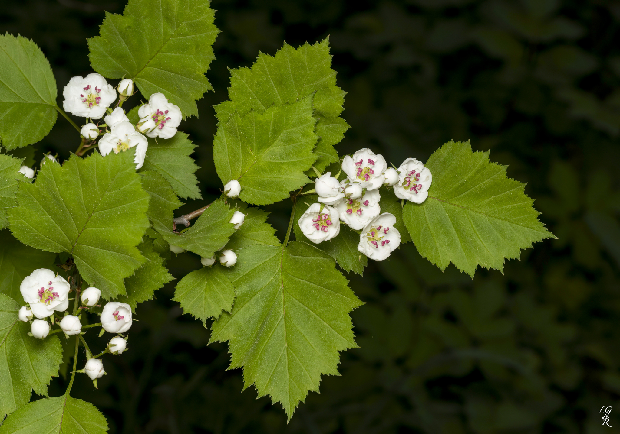 Crataegus macrosperma