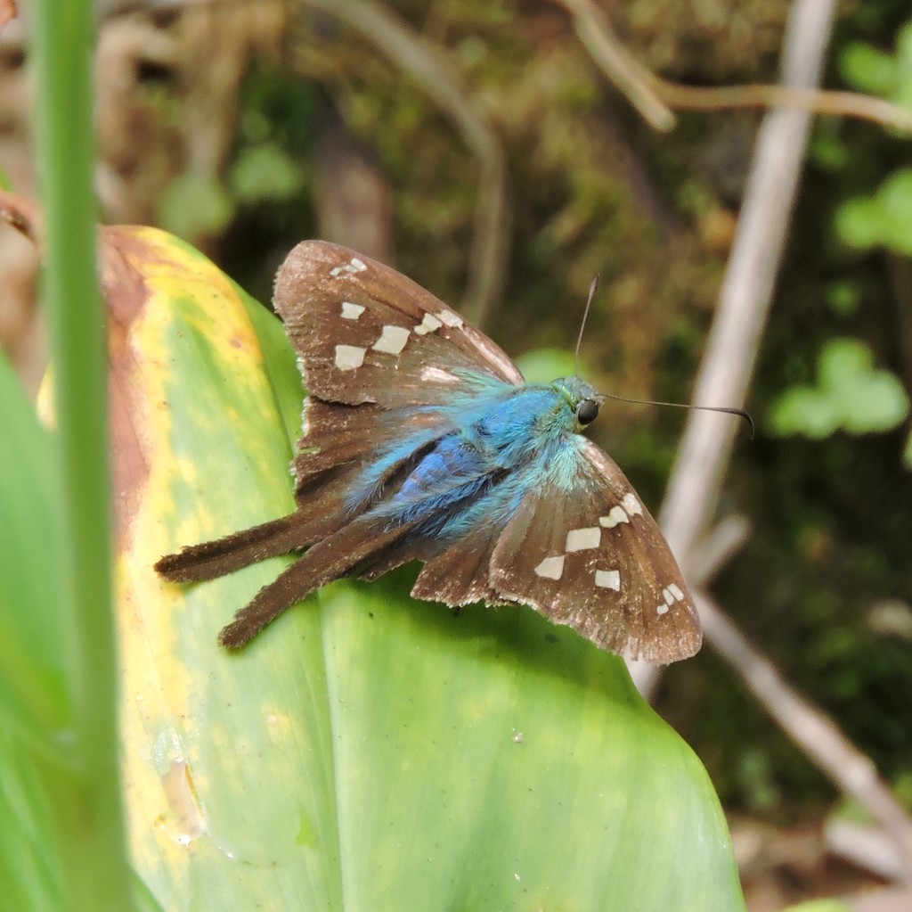 Urbanus dubius