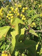 Viburnum trilobum image