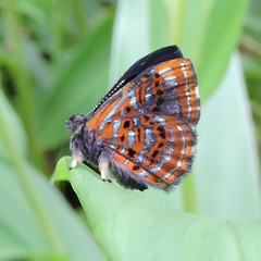 Sarota myrtea