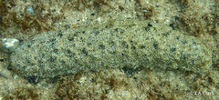Holothuria whitmaei