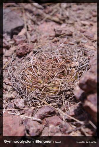 Gymnocalycium ritterianum