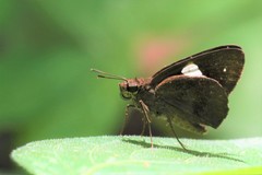 Notocrypta paralysos varians