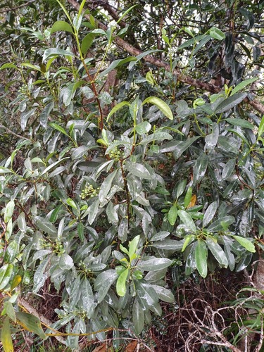 Tarenna rhypalostigma observed 2025-02-10