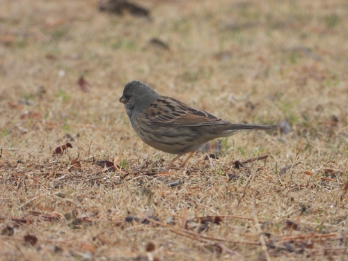 Escribano enmascarado (Emberiza spodocephala)
