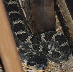 Crotalus oreganus