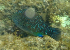 Canthigaster amboinensis