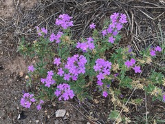 Glandularia wrightii