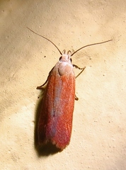 Anacampsis fullonella