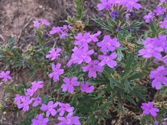 Glandularia wrightii