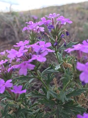 Glandularia wrightii