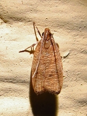 Psilocorsis cryptolechiella