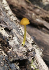 Pluteus leoninus