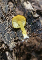 Pluteus leoninus