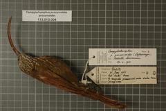 Curve-Billed Scythebill photo 2