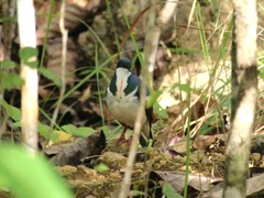Negros Bleeding-Heart photo 3
