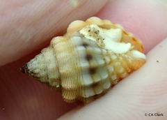 Vexillum cancellarioides