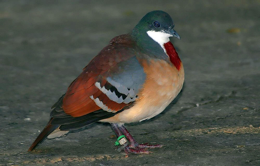 Mindanao Bleeding-heart illustration