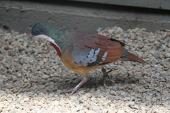 Mindanao Bleeding-Heart photo 5