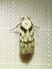 Pseudotelphusa palliderosacella