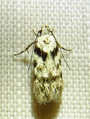 Pseudotelphusa palliderosacella