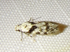 Pseudotelphusa palliderosacella