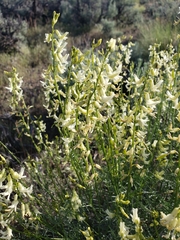 Astragalus filipes
