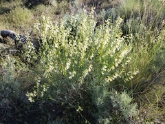 Astragalus filipes