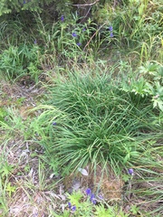 Carex podocarpa