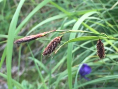 Carex podocarpa