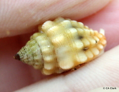 Vexillum cancellarioides