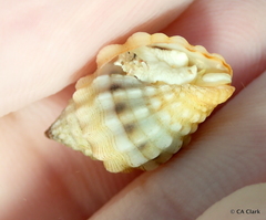 Vexillum cancellarioides