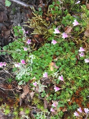Linnaea borealis longiflora