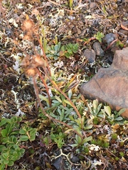 Antennaria friesiana