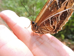 Morpho rhodopteron